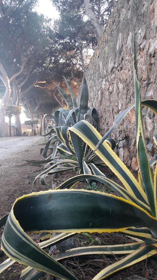 Agriturismo Monte Alzato Capalbio Ngoại thất bức ảnh