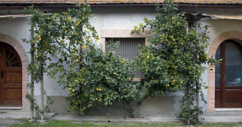 Agriturismo Monte Alzato Capalbio Phòng bức ảnh